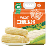 十月稻田(SHIYUEDAOTIAN) 白糯玉米 4.16斤(260g*8根) 低脂早餐 东北玉米 杂粮粗粮