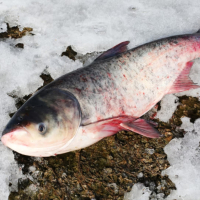 苏宁宜品白鲢鱼500g淡水鱼