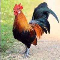 苏宁宜品黑脚公鸡500g实际称重为准鸡肉现杀