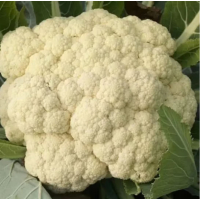 苏宁宜品有机花菜500g 新鲜蔬菜 炒菜 火锅佳品