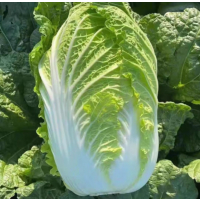 苏宁宜品大白菜500g山东精品大白菜
