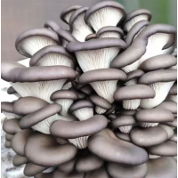 苏宁宜品凤尾菇500g鲜菌菇