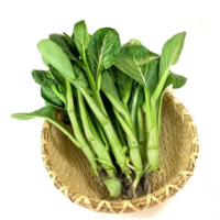 苏宁宜品广东菜心500g嫩甜菜心清炒食材