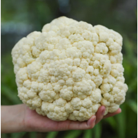 苏宁宜品菜花500g本地自种新鲜菜花花椰菜新鲜