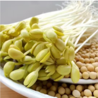 苏宁宜品黄豆芽500g新鲜黄豆芽菜