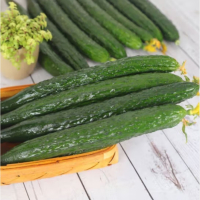 苏宁宜品黄瓜500g山东新鲜带刺黄瓜生吃绿黄瓜