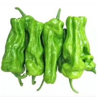 苏宁宜品青椒500g农家自种青椒薄皮椒