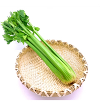 苏宁宜品西芹500g新鲜现摘不打农药榨汁西洋芹菜