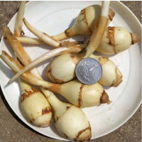 苏宁宜品小茨菇500g新鲜粉糯白茨菇