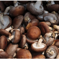 苏宁宜品鲜蘑菇500g家用天然食用