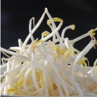 苏宁宜品绿豆芽500g新鲜嫩芽豆芽