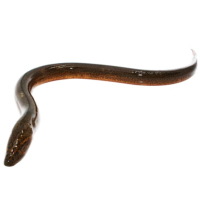 苏宁宜品长鱼500g鲜活现杀鳝鱼鳝丝鳝鱼段