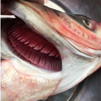 苏宁宜品鲜花鲢鱼头500g淡水鱼头