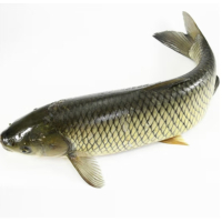 苏宁宜品青鱼500g 鲜活淡水鱼