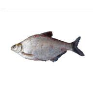 苏宁宜品活鳊鱼500g新鲜鳊鱼淡水鱼