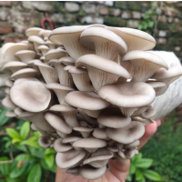 苏宁宜品平菇500g菌菇类火锅烧烤食材