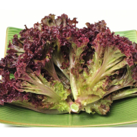 苏宁宜品紫生菜500g新鲜紫叶生菜蔬菜沙拉