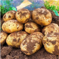 苏宁宜品毛土豆500g新鲜蔬菜清炒炖菜