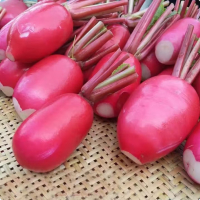 苏宁宜品红皮萝卜500g新鲜红皮白肉水萝卜