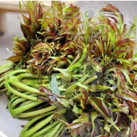 苏宁宜品香椿苗500g新鲜蔬菜