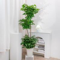 花点时间(Reflower)幸福树1盆