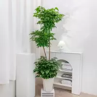 花点时间(Reflower)幸福树1盆