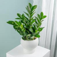 花点时间(Reflower)金钱树1盆