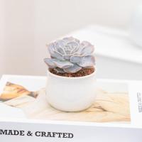 花点时间(Reflower)丽莲娜多肉2盆