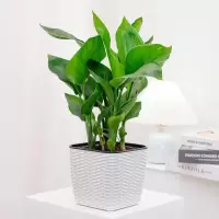 花点时间(Reflower)天堂鸟1盆