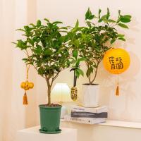 花点时间(Reflower)桂花盆栽1盆