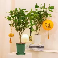 花点时间(Reflower)桂花盆栽1盆