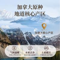 雷允上加拿大进口西洋参段0.8g圆粒100g礼盒送长辈礼品