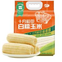 十月稻田白糯玉米4.16斤(260g*8根)东北甜黏玉米棒早餐苞米