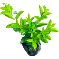 汇特益 黄金叶苗木 四季常青绿化苗 黄金叶 25-30公分裸根30颗(不含盘)(单位:套)