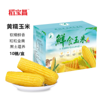 稻宝昌 东北鲜制 黄糯玉米棒 非转基因 10穗2600g