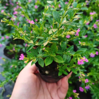 小窝厘 满天星萼距花苗 四季开花绿植室外易活庭院工程苗星星花 绿叶满天星黑色育苗杯1盆不带花苞 (20盆)*