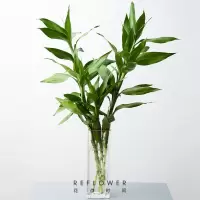 花点时间(Reflower) 竹报平安1束 富贵竹 (收到订单后的72h内发货)