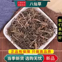 八仙草100克甄选八仙草正品干货猪秧秧草纯新货猪殃殃猪秧秧锯子草9260