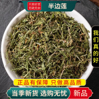 甄选半边莲100克干货新货正品官方店半边莲新货半边莲半边细米草半边莲9260