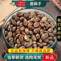 蓖麻子100克干货新货正品泡水蓖麻子生蓖麻子干货麻籽9260