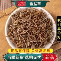 垂盆草100克正品狗牙草佛指甲瓜子狗牙瓣另售蒲公英9260