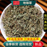 甄选地锦草100克别名斑花盖地血见愁红丝草乃汁浆草9260