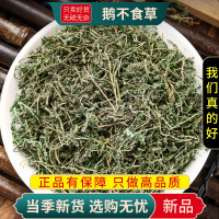 甄选鹅不食草100克干货煮水泡茶鹅不吃草干草鹅不食草9260