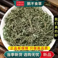 甄选鹅不食草100克干货煮水泡茶鹅不吃草干草鹅不食草9260