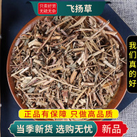 甄选飞杨草100克正品飞扬草煮水泡乳汁草节节花飞扬草9260