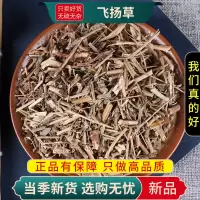甄选飞杨草100克正品飞扬草煮水泡乳汁草节节花飞扬草9260