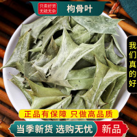 枸骨叶100克干货狗枸骨刺八角刺猫刺八角刺羊角刺树叶9260