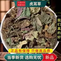 甄选虎耳草100克正品货高山虎耳草干虎姬虎耳草虎耳草9260