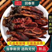 甄选回春草100克不老草干货新货回春草草苁蓉干货泡酒9260