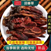 甄选回春草100克不老草干货新货回春草草苁蓉干货泡酒9260